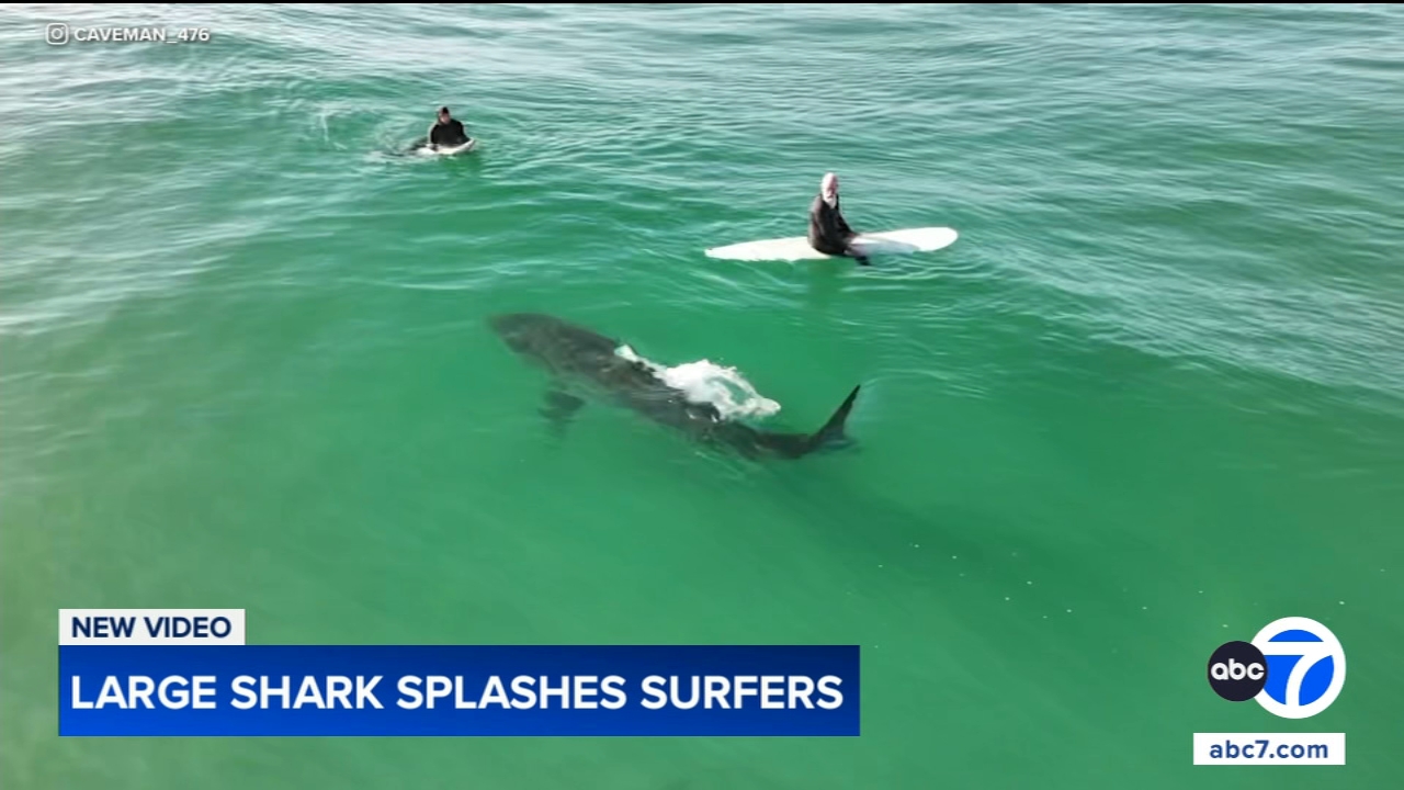 Shark swims near surfers, splashes one with its tail in close encounter off California coast, video shows
— New Lenox Sports news
