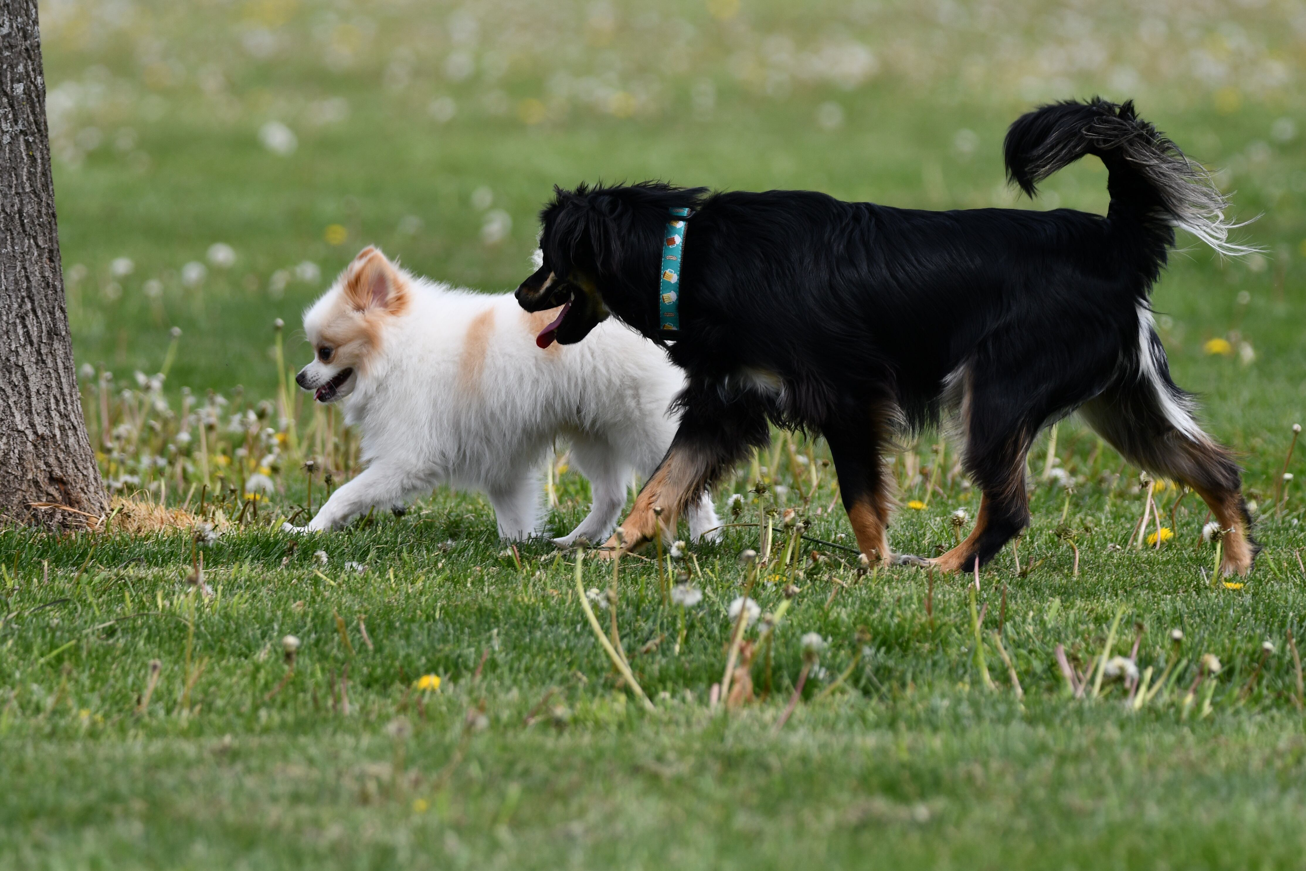 Braidwood ready to break ground on dog park after 3 years of planning — New Lenox Arts news